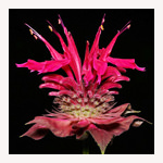 ベルガモットの花