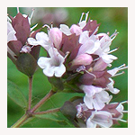 オレガノの花