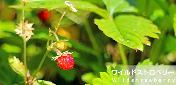 ワイルドストロベリー